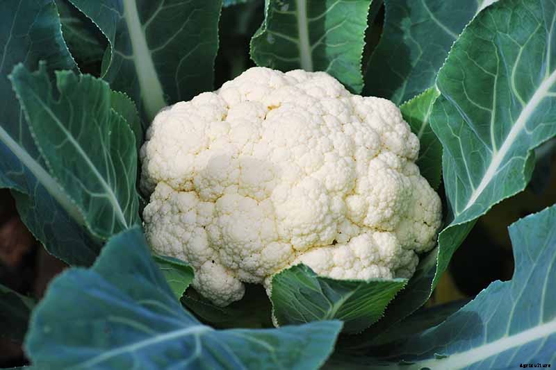 9 Cauliflower Head Disorders and How to Avoid Them
