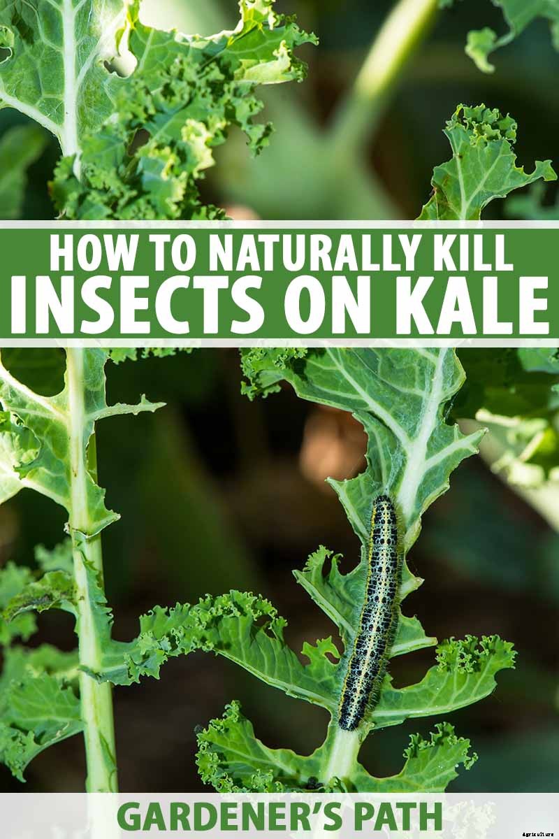 How to Naturally Kill Insects on Kale: The Best Organic Solutions