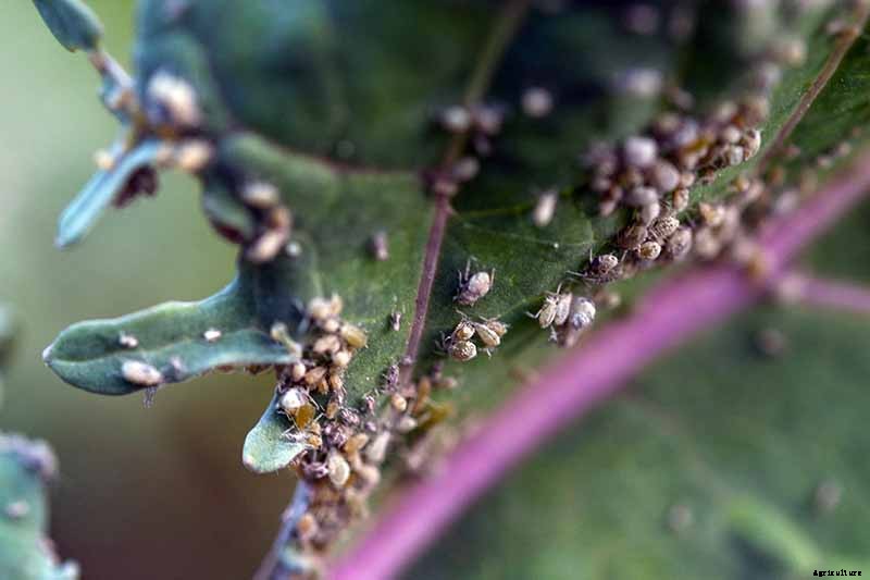 How to Naturally Kill Insects on Kale: The Best Organic Solutions