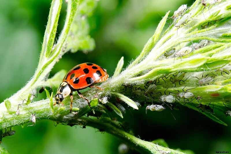 How to Naturally Kill Insects on Kale: The Best Organic Solutions