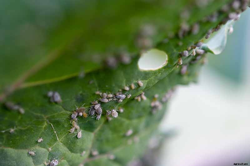 How to Naturally Kill Insects on Kale: The Best Organic Solutions