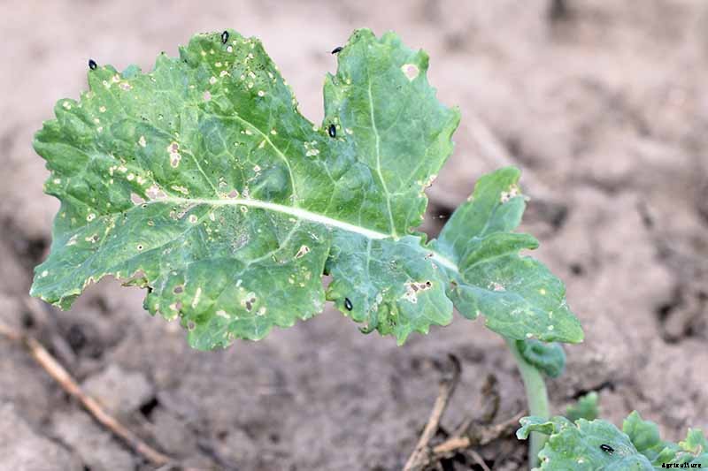 How to Naturally Kill Insects on Kale: The Best Organic Solutions
