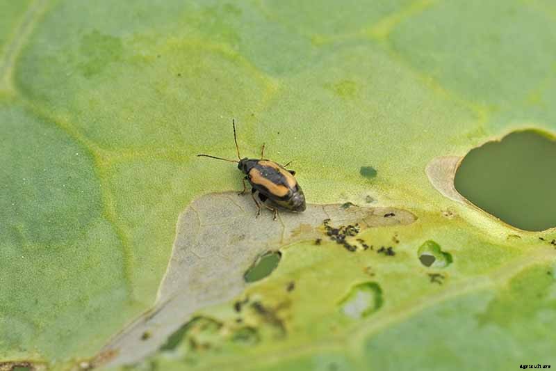 How to Naturally Kill Insects on Kale: The Best Organic Solutions