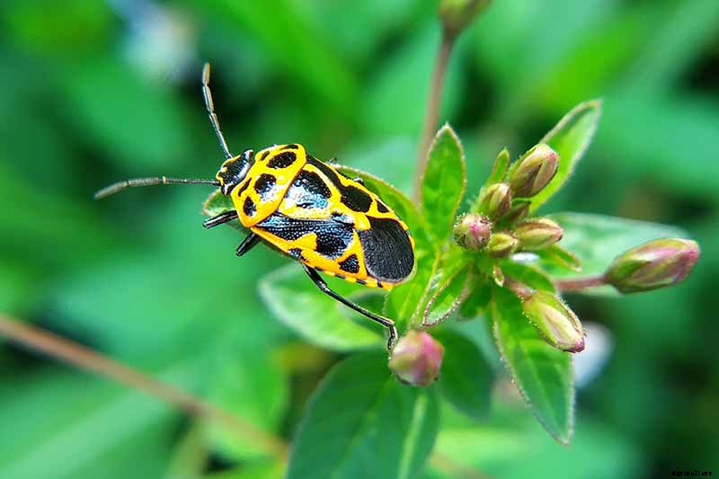 How to Naturally Kill Insects on Kale: The Best Organic Solutions