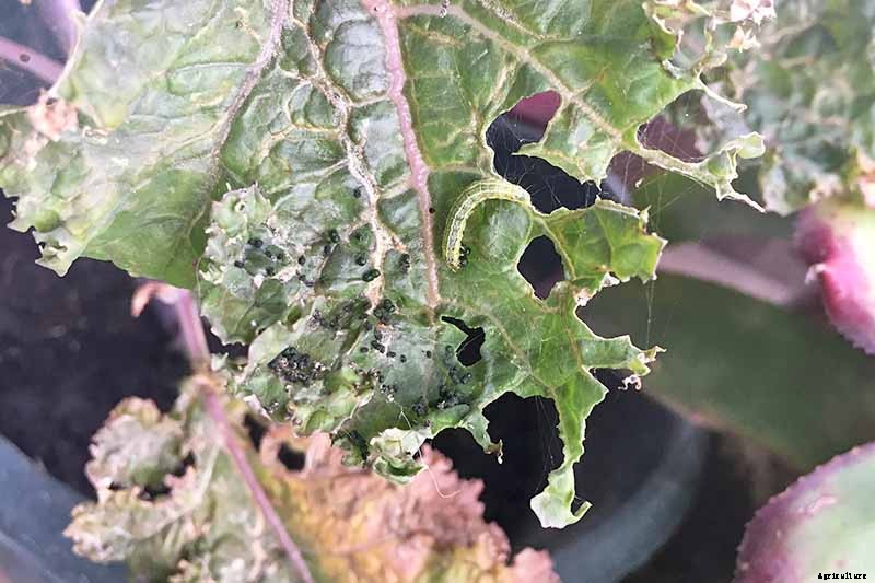 How to Naturally Kill Insects on Kale: The Best Organic Solutions