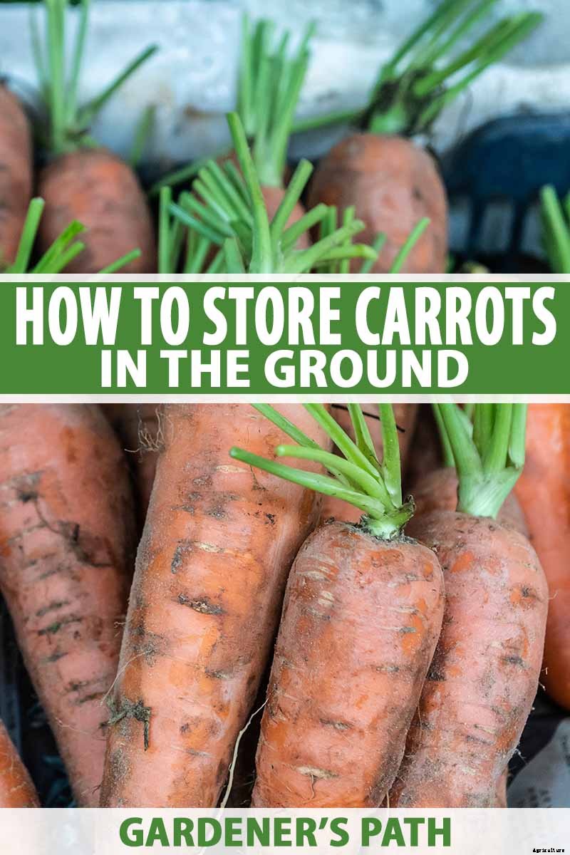 How to Store Carrots In the Ground