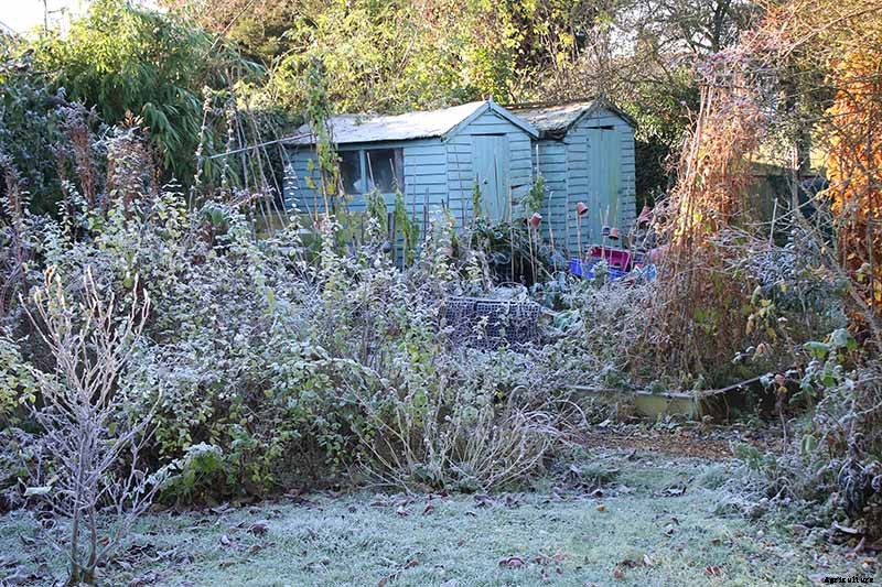 How to Store Carrots In the Ground