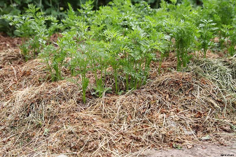 How to Store Carrots In the Ground