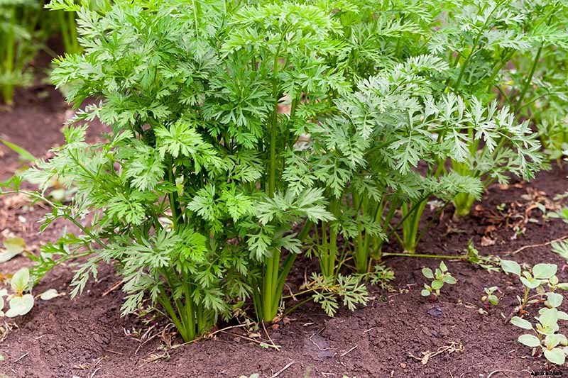 How to Store Carrots In the Ground