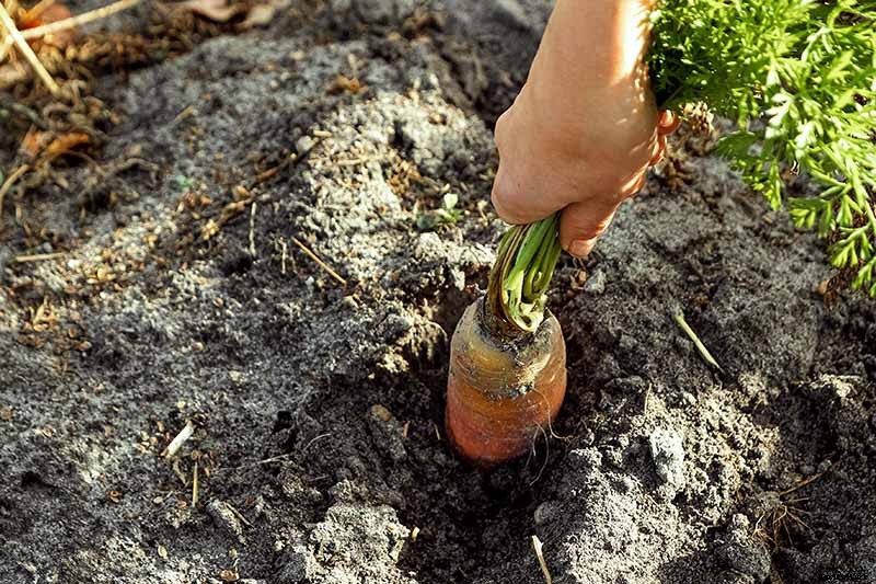 How to Store Carrots In the Ground