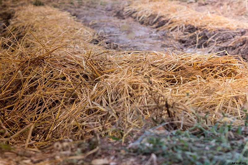 How to Store Carrots In the Ground