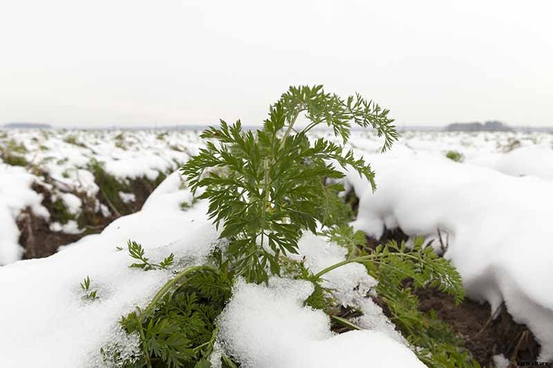 How to Store Carrots In the Ground