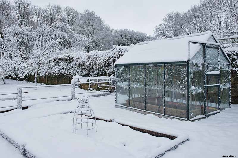 How to Store Carrots In the Ground