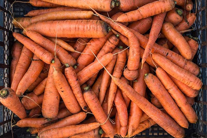 How to Store Carrots In the Ground