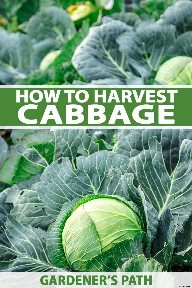 How to Harvest Cabbage