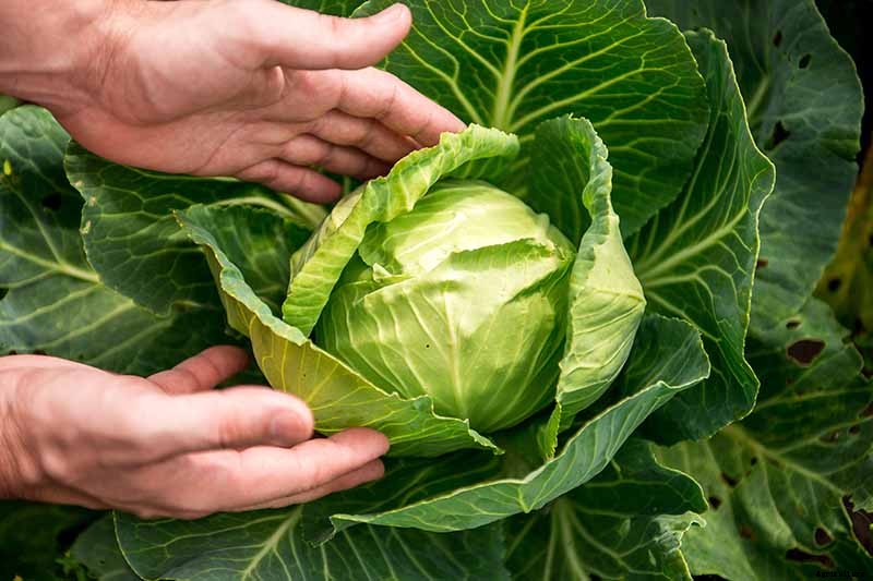 How to Harvest Cabbage