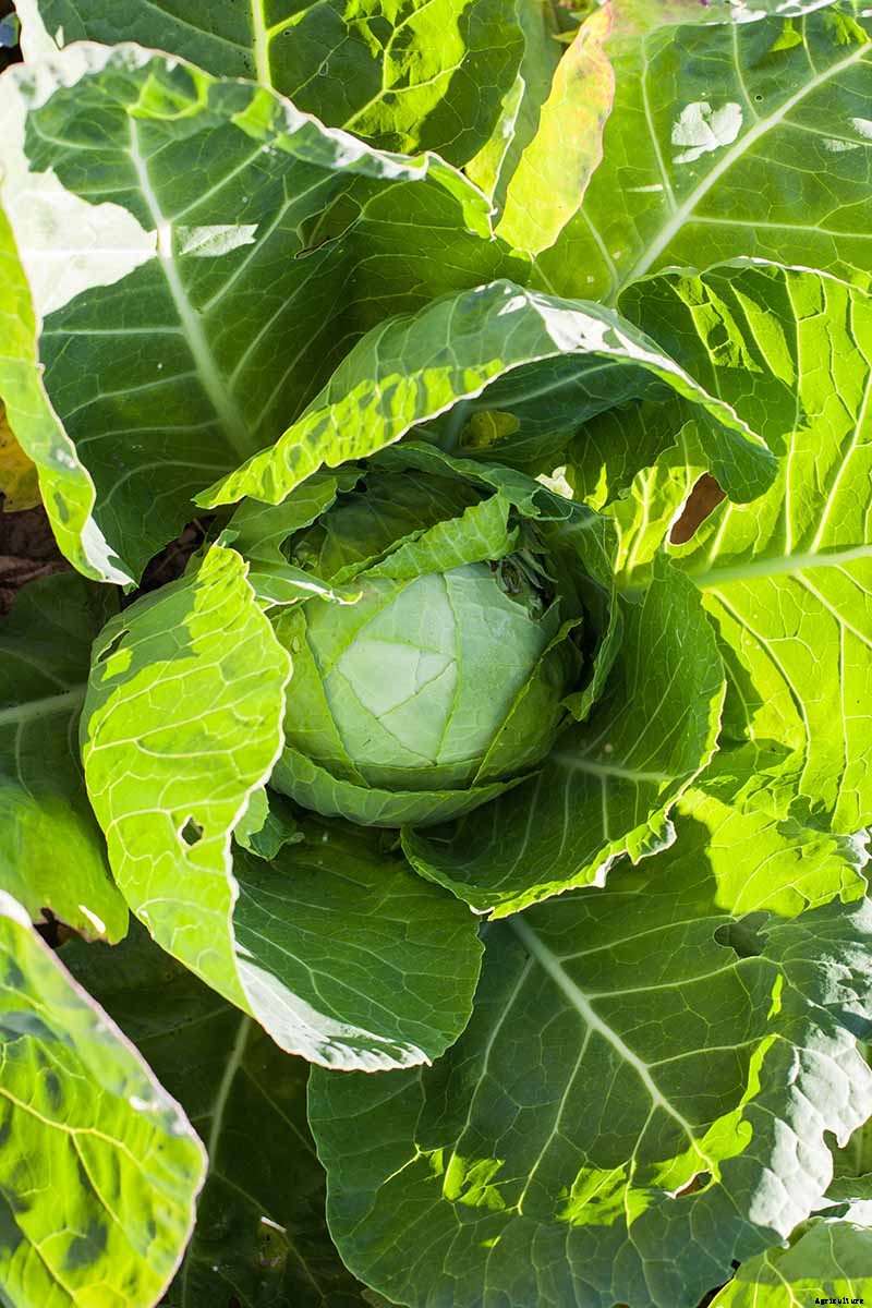 How to Harvest Cabbage