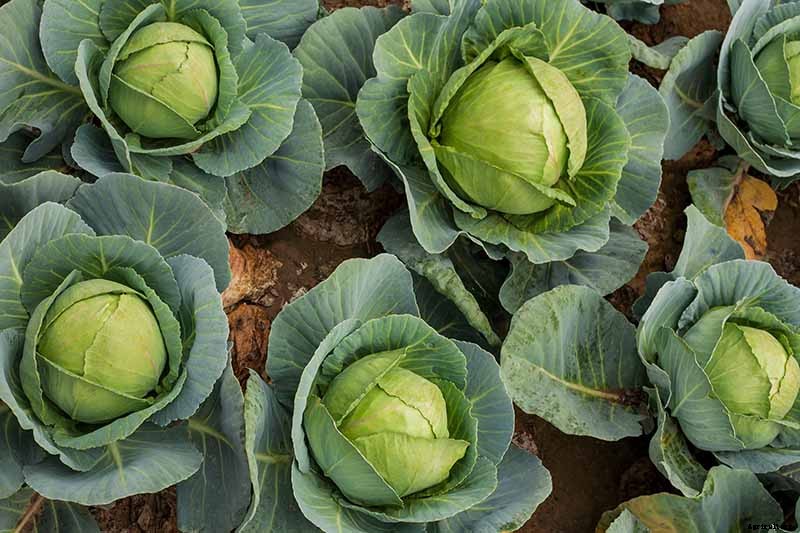 How to Harvest Cabbage
