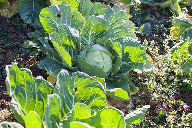 How to Harvest Cabbage