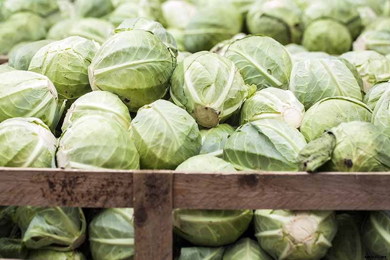 How to Harvest Cabbage