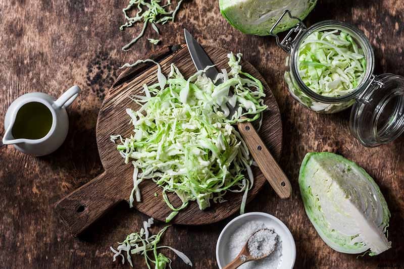 How to Harvest Cabbage