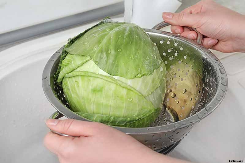 How to Harvest Cabbage