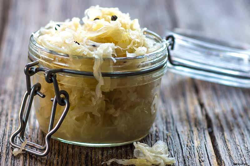 How to Harvest Cabbage