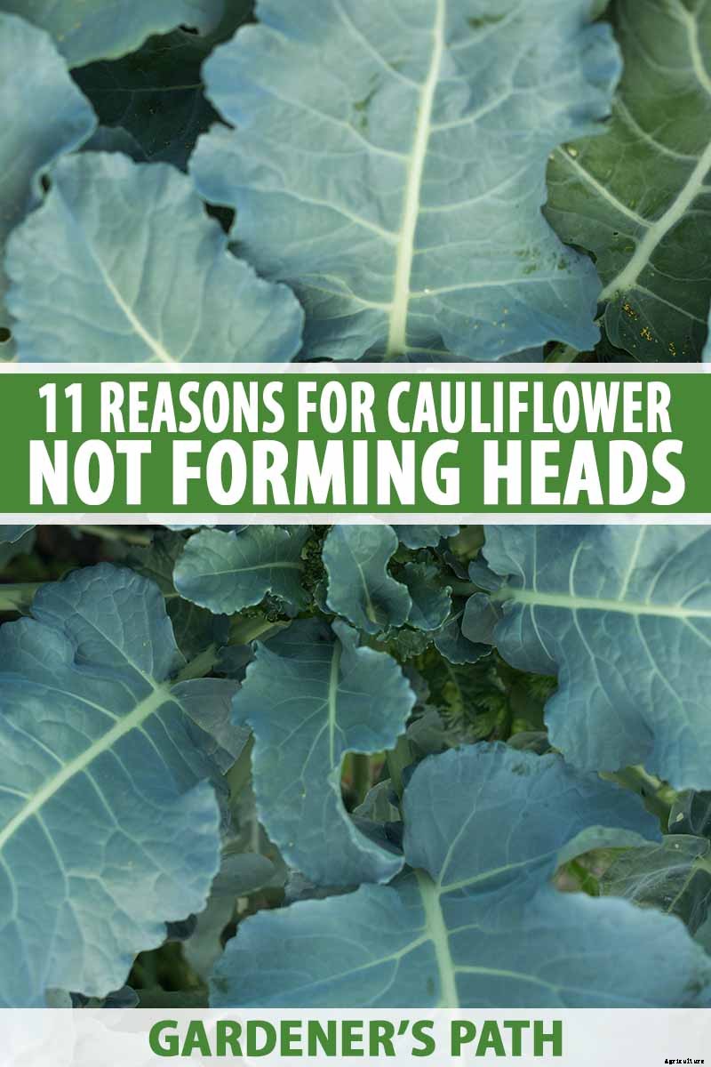 11 Reasons Why Your Cauliflower May Not Form Heads