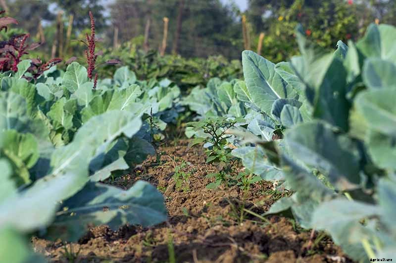 11 Reasons Why Your Cauliflower May Not Form Heads