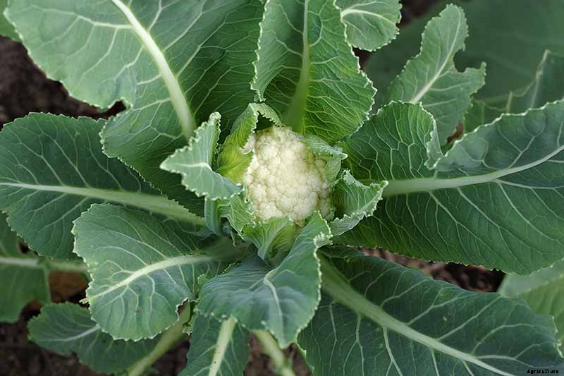 11 Reasons Why Your Cauliflower May Not Form Heads