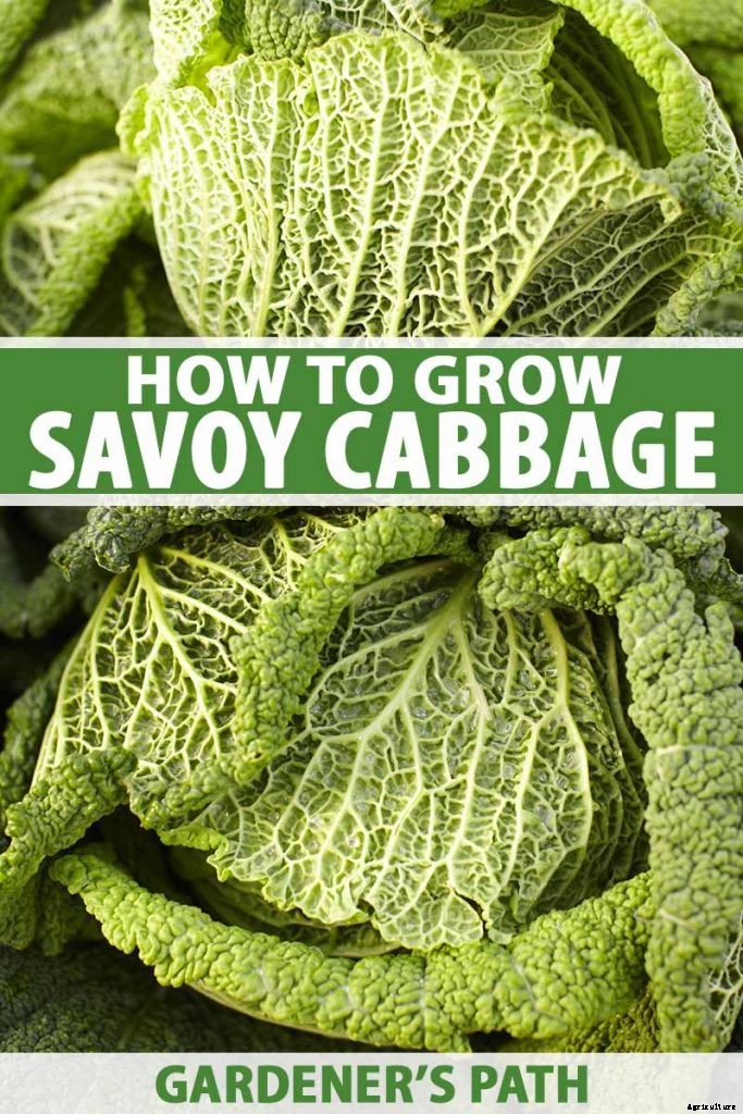 How to Grow Savoy Cabbage