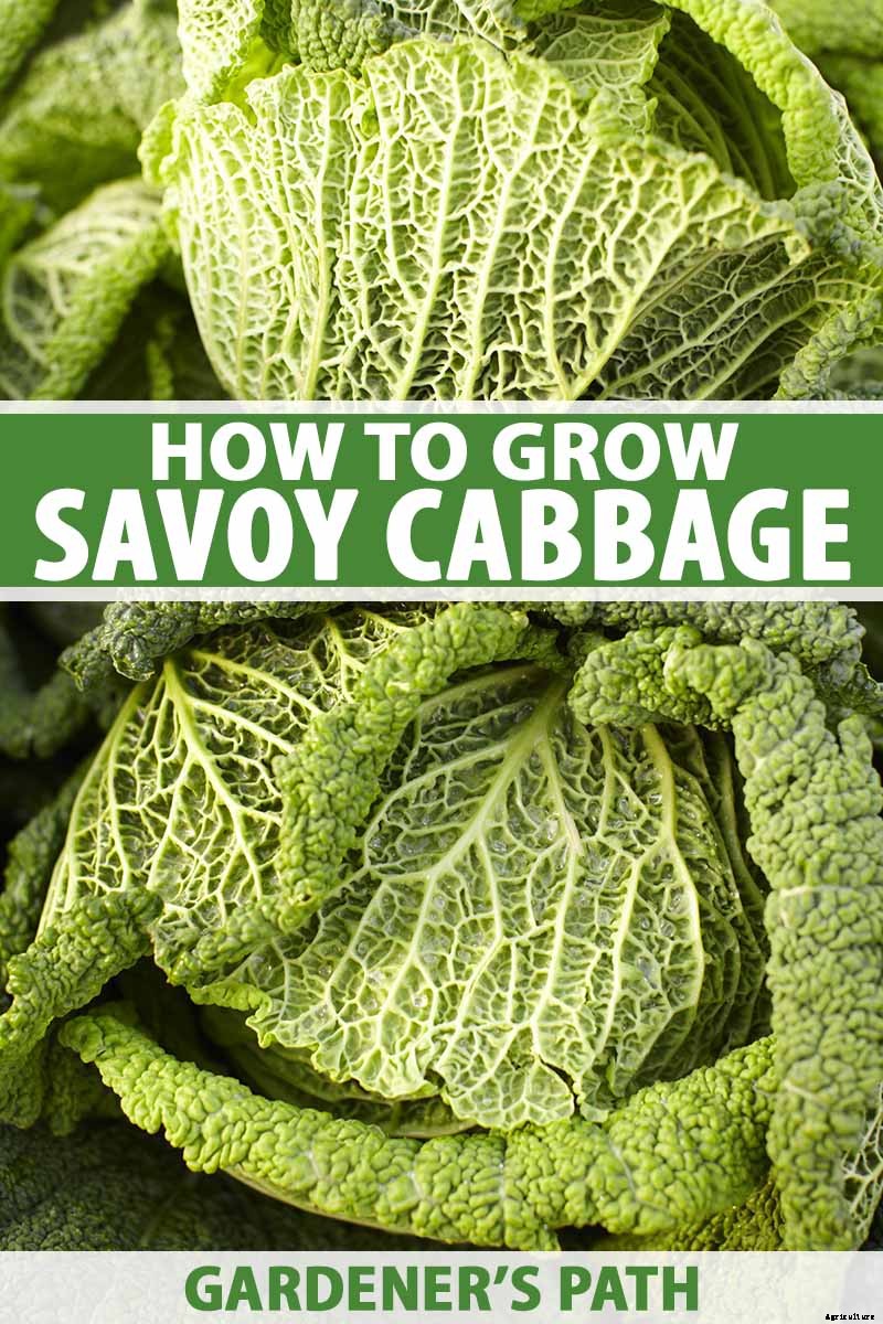 How to Grow Savoy Cabbage