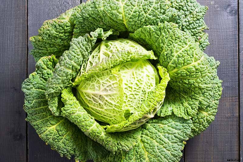How to Grow Savoy Cabbage