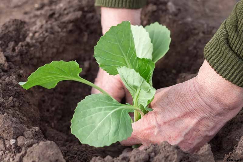 How to Grow Savoy Cabbage