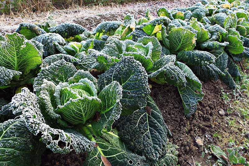 How to Grow Savoy Cabbage