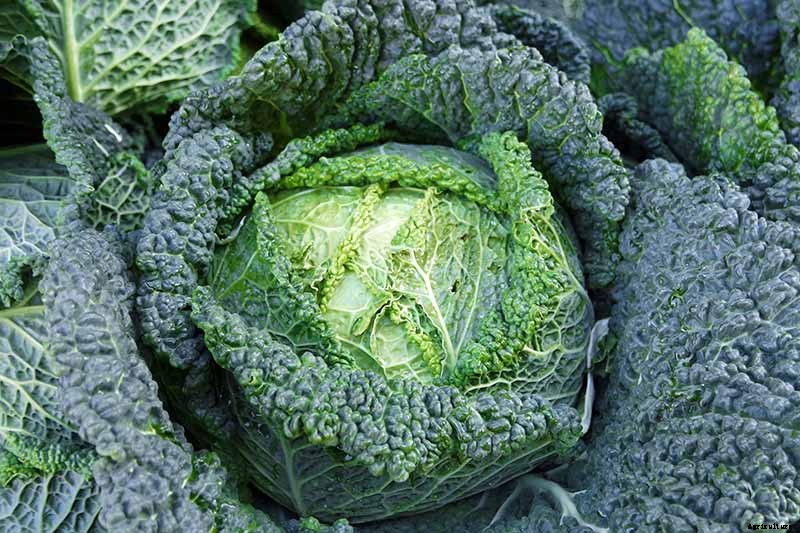 How to Grow Savoy Cabbage