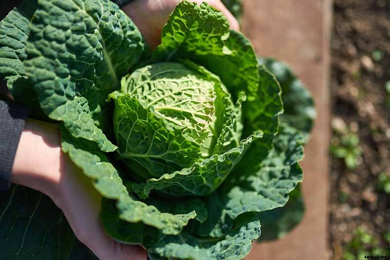How to Grow Savoy Cabbage