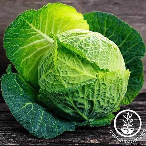How to Grow Savoy Cabbage