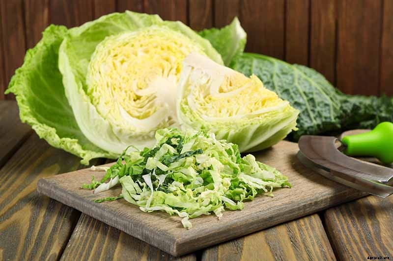 How to Grow Savoy Cabbage