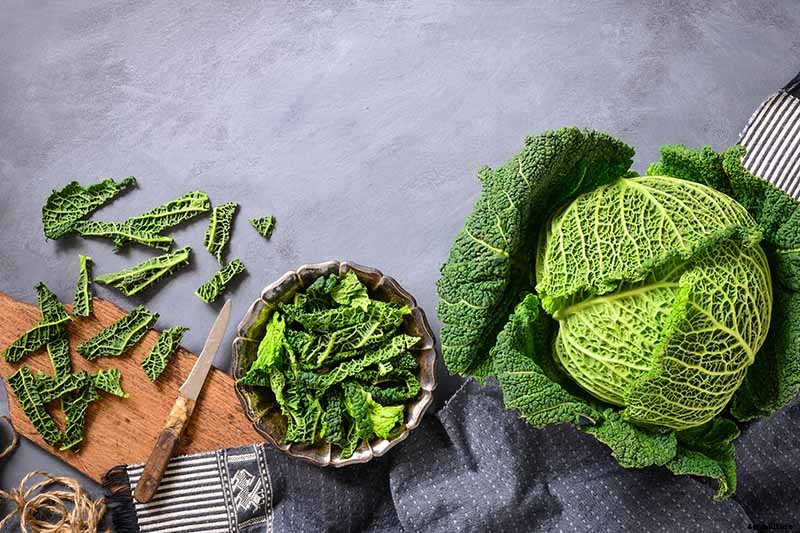 How to Grow Savoy Cabbage