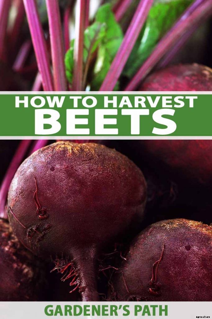 How to Harvest Beets