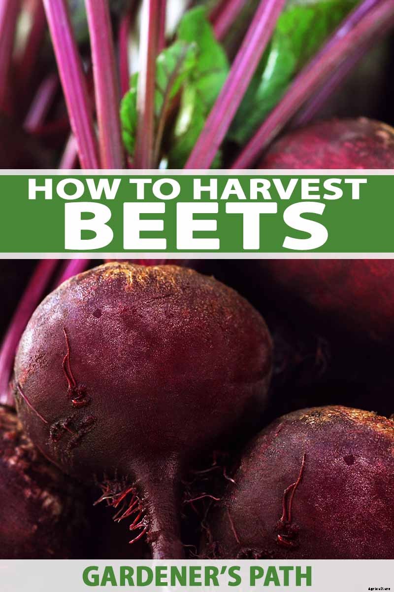 How to Harvest Beets