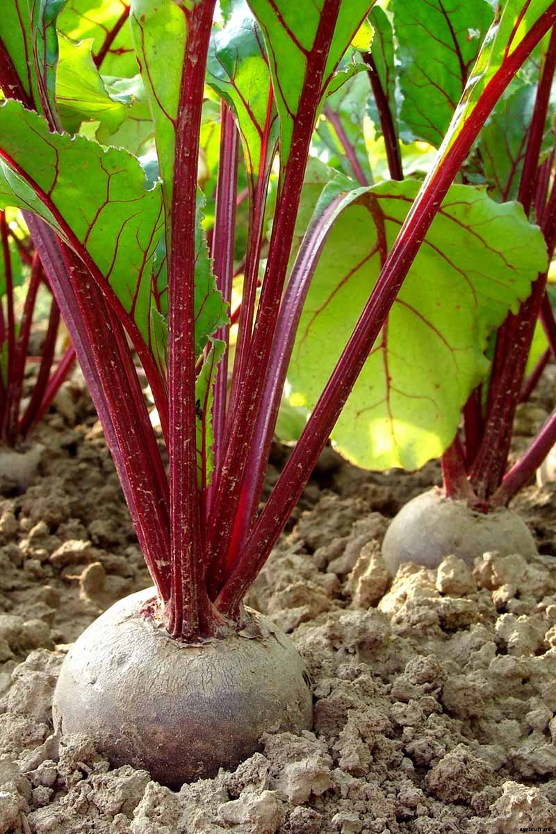 How to Harvest Beets