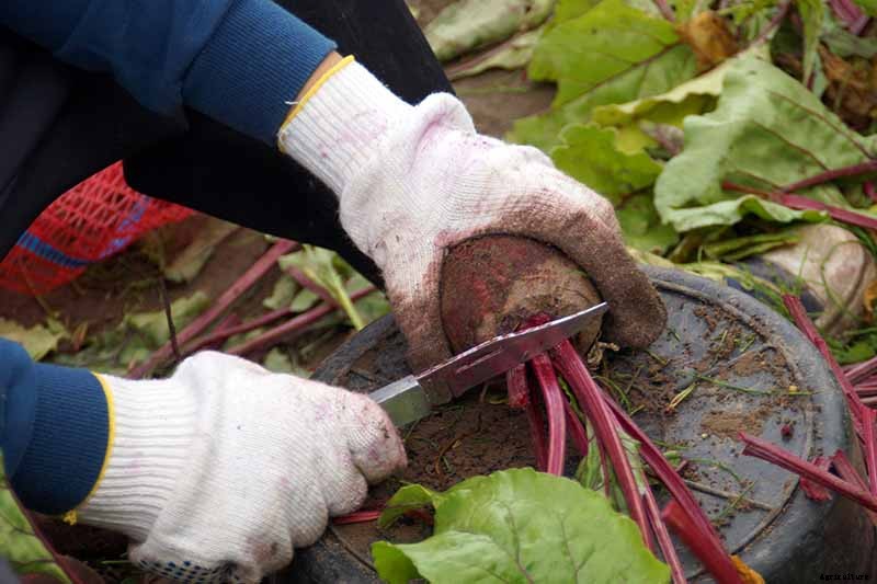 How to Harvest Beets