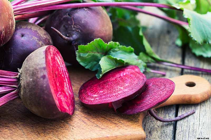 How to Harvest Beets