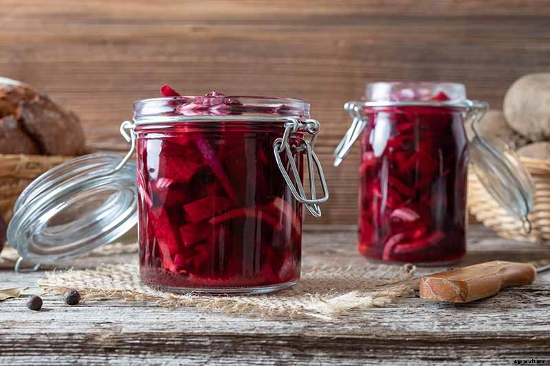 How to Harvest Beets