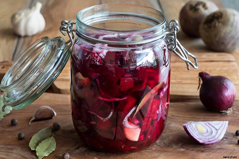 How to Harvest Beets