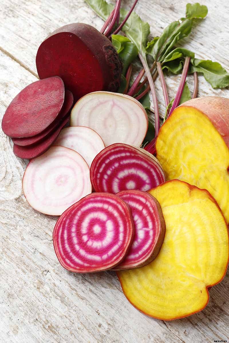 How to Harvest Beets