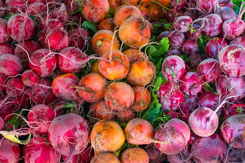 How to Harvest Beets