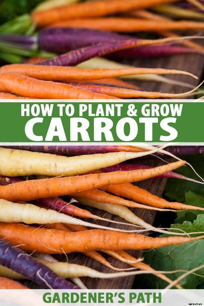 How to Grow Carrots in the Garden